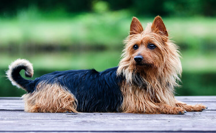 Australian Terrier